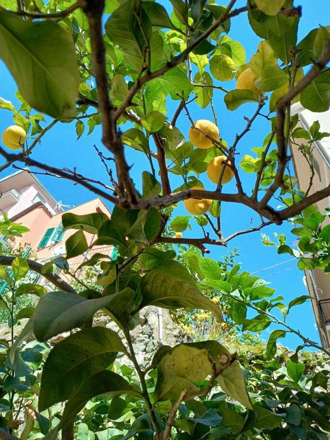 Lemons House Apartment Monterosso al Mare Exterior photo